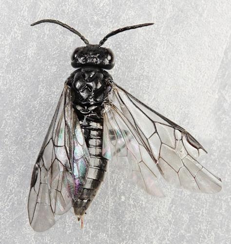 Cladardis elongatula